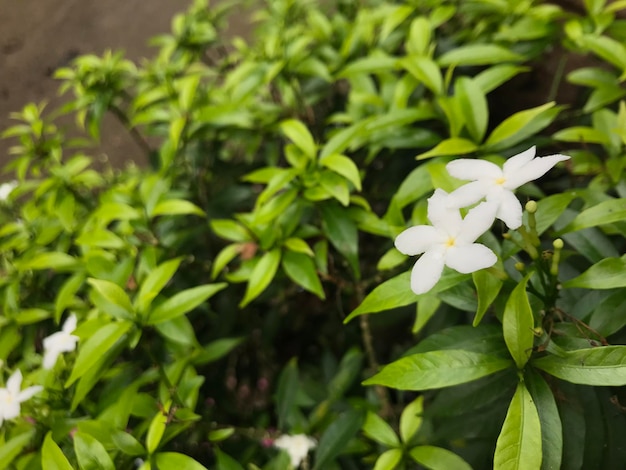 beautiful flower white with leaf green nature  background fresh natural