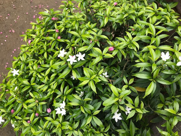 beautiful flower white with leaf green nature  background fresh natural