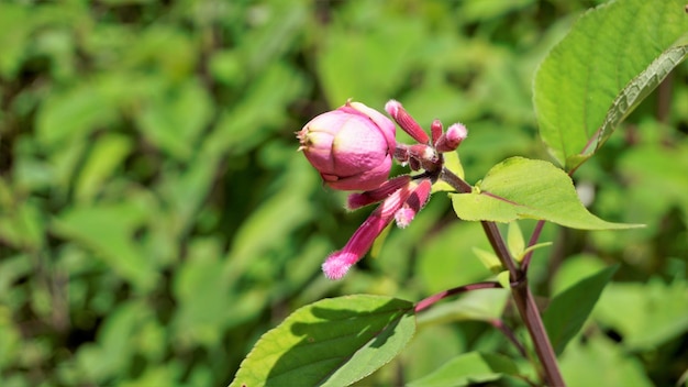 Beautiful flower with buds of Salvia involucrata also known as rosy leaf sage