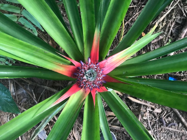 beautiful flower with nature background of dry land due to drought