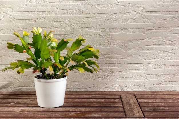  beautiful flower on wooden table on wall in sunlight.