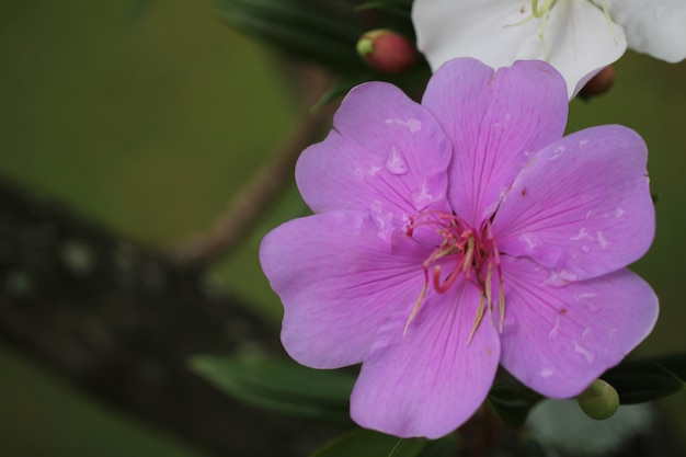 Beautiful flower