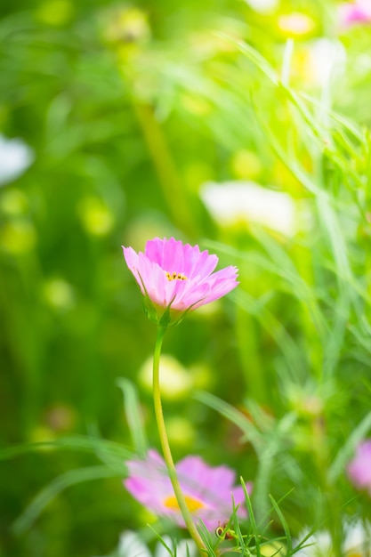 beautiful flower