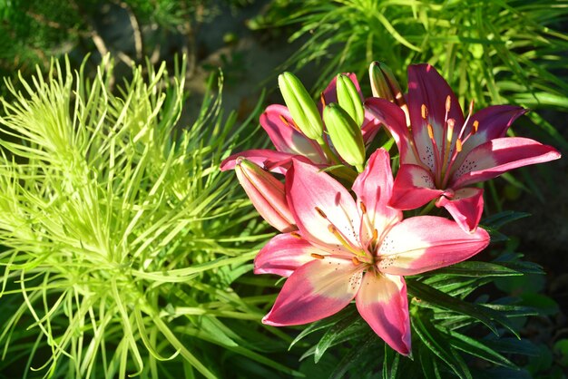 A beautiful flowerbed with lilies and liatris in the garden. St. Valentine's Day. Love. Agriculture. Flora. Pink and green.