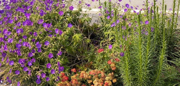 A beautiful flowerbed with purple meadow flowers of the Geranium species Geranium sylvaticum