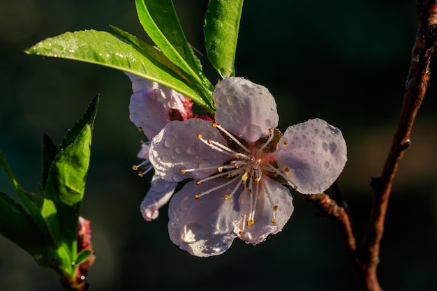 Красивое цветение фруктовых деревьев абрикоса с каплями