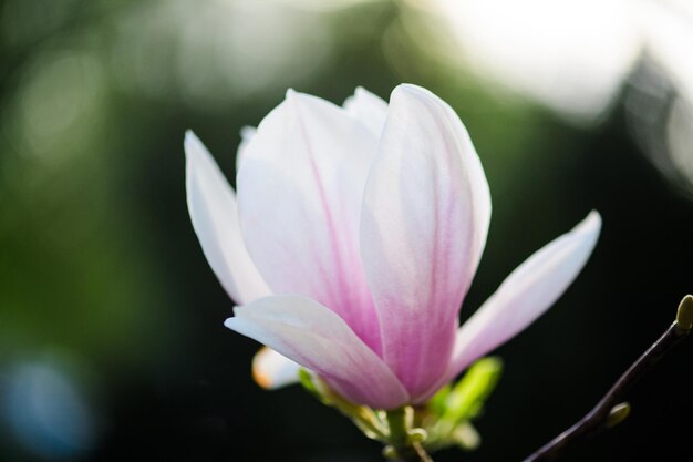 Beautiful flowering blooming tree beautiful blossomed magnolia flower branch in spring