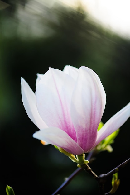 Beautiful flowering blooming tree beautiful blossomed magnolia flower branch in spring