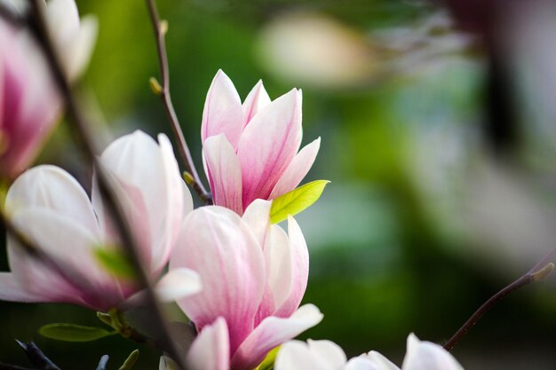 春に美しい開花木美しい開花モクレンの花の枝