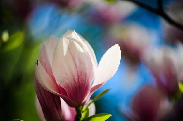 Beautiful flowering blooming tree beautiful blossomed magnolia flower branch in spring