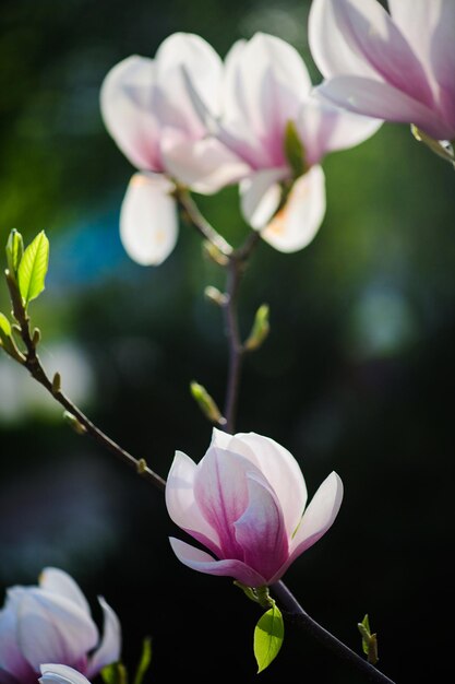 春に美しい開花木美しい開花モクレンの花の枝