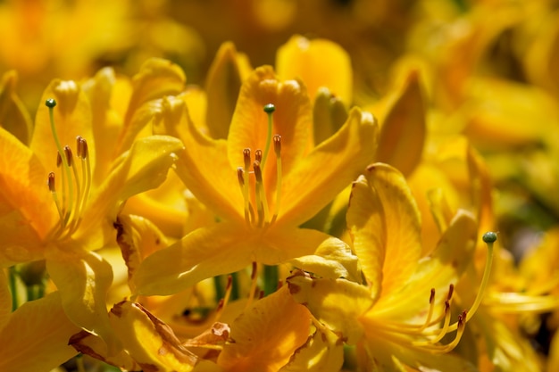 Beautiful flowering bushes of rhododendrons in spring on a sunny day