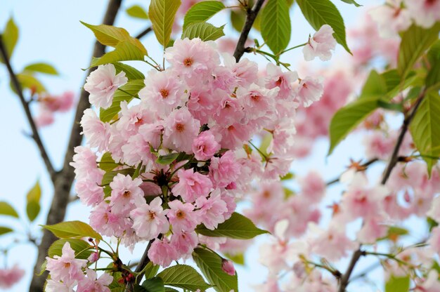 Beautiful flowering Japanese cherry - Sakura. Background with flowers on a spring day.