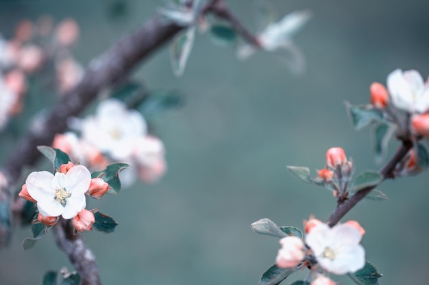 春の日に花が咲く美しい花の咲く日本の桜の背景