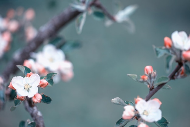 Beautiful flowering Japanese cherry Sakura Background with flowers on a spring day