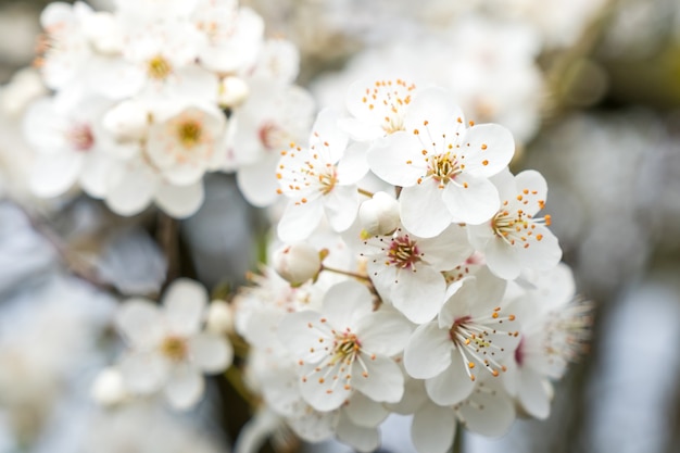 Beautiful flowering plum trees with blooming flowers in spring day