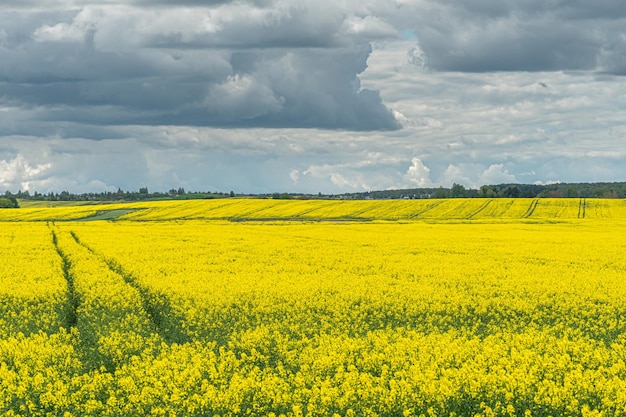 Foto un bellissimo campo di colza in fiore sullo sfondo di nuvole tracce di macchine agricole su ruote su un campo di colza carta da parati paesaggio rurale