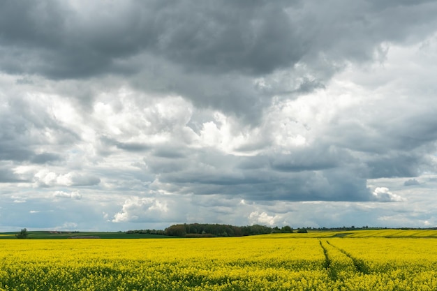 A beautiful flowering rapeseed field against the background of clouds Traces of wheeled agricultural machinery on a rapeseed field Rural landscape wallpaper