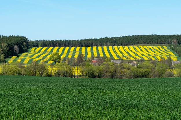 Beautiful flowering rapeseed field next to the forest Yellowgreen stripes on a field sown with rapeseed An ecologically clean place for growing wheat rye rapeseed and other agricultural crops