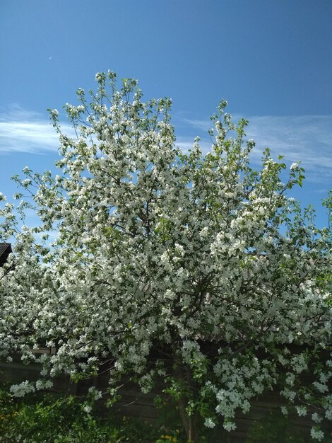 beautiful flowering tree apple trees in the garden sunny warm spring afternoon