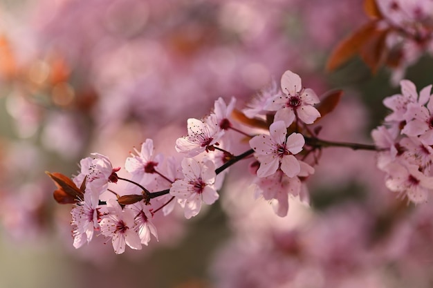 아름 다운 꽃 나무 봄 꽃과 함께 화려한 배경 봄 시간 좋은 화창한 날에 자연