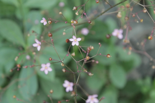 Photo beautiful flowering