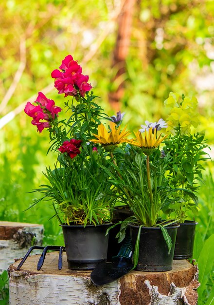 美しい植木鉢の花は木の切り株、庭の装飾に生えています。自然。セレクティブフォーカス。