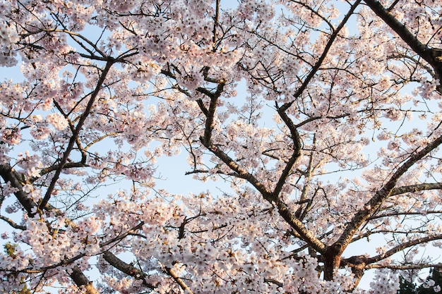 美しい花は桜や青空に咲く桜です