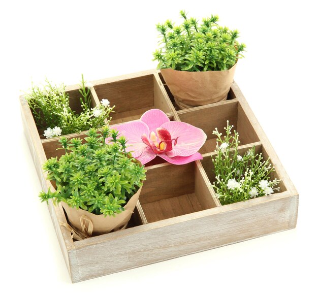 Beautiful flowers arranged in wooden box isolated on white