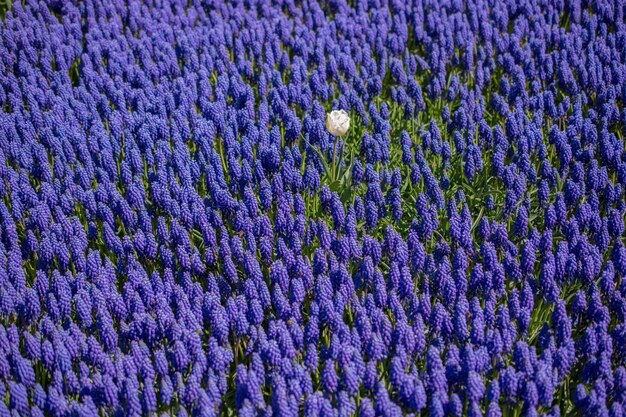 Beautiful flowers as a background