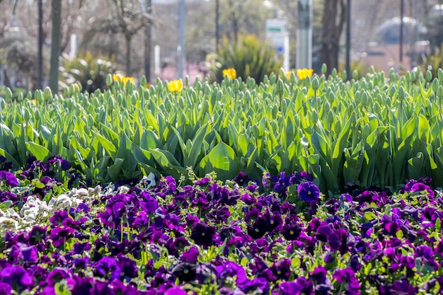 Beautiful flowers as a background