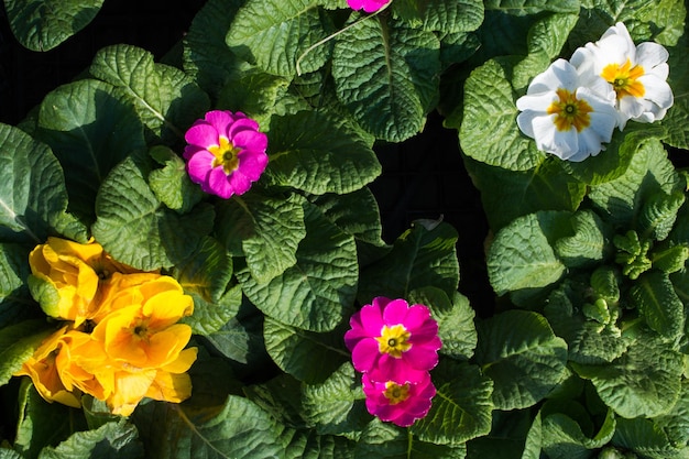 Beautiful flowers as a background