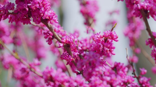 Photo beautiful flowers background the deep pink flowers purple flowers on the twigs close up