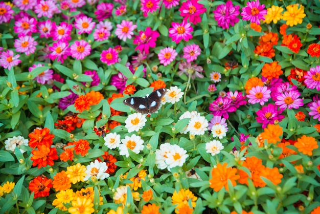 Beautiful flowers background