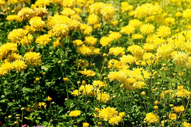 Beautiful flowers bloom in garden