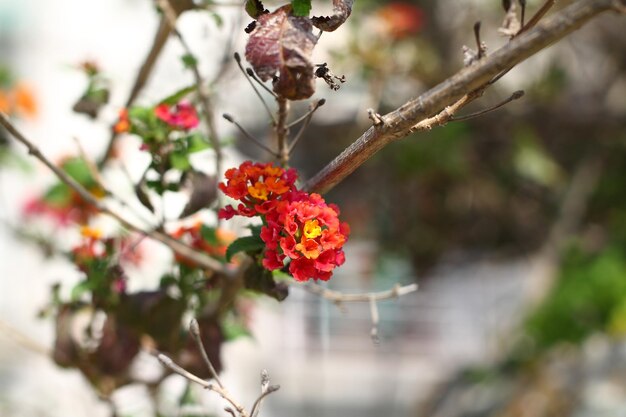 Beautiful flowers blooming in the garden Bodrum Turkey