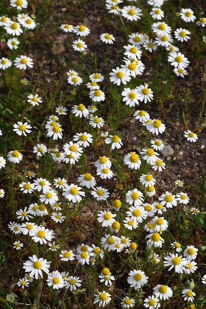 Beautiful flowers blooming in the garden Bodrum Turkey