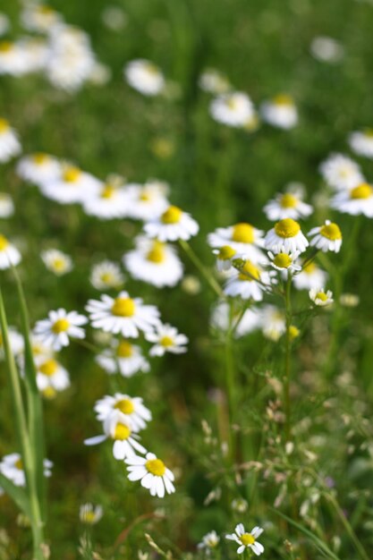 Beautiful flowers blooming in the garden Bodrum Turkey