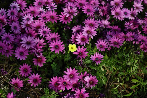 Beautiful flowers blooming in the garden Bodrum Turkey