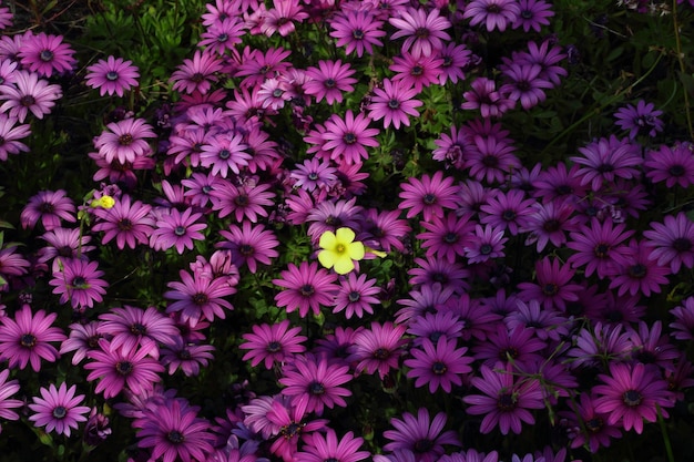 Beautiful flowers blooming in the garden Bodrum Turkey