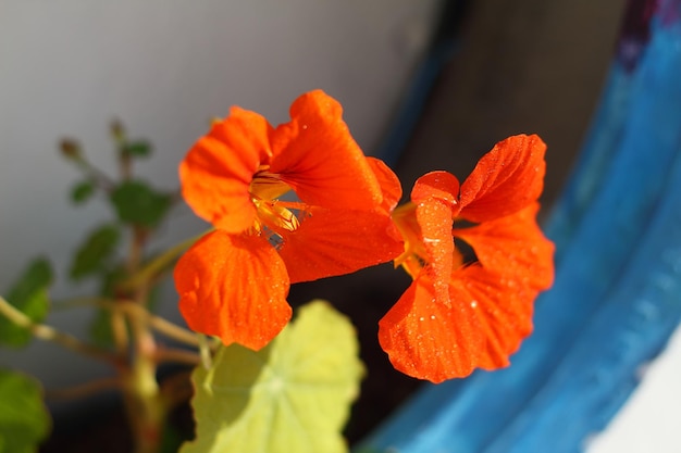 Beautiful flowers blooming in the garden Bodrum Turkey