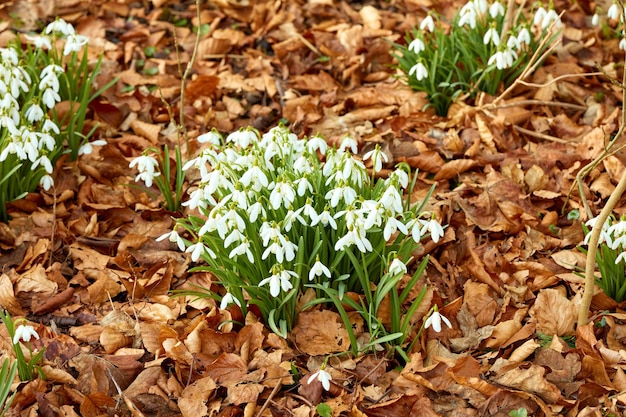 Beautiful flowers blooming in a garden or forest on an Autumn or late Spring day A natural bush of white Snowdrop plants growing in nature surrounded by leaves A wild floral landscape outside