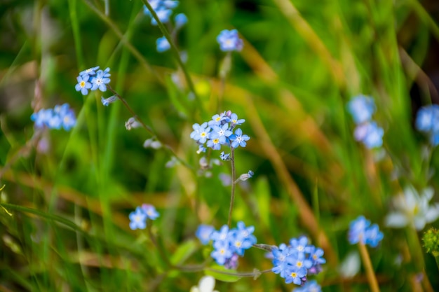 緑の山の牧草地に美しい花青いワスレナグサが育つ