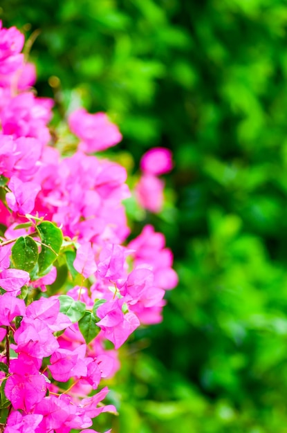 Beautiful flowers of bougainvillea in the hotel on the coast of Egypt