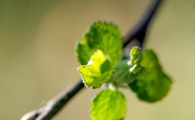 Photo beautiful flowers on a branch of an apple tree against the background of a blurred garden