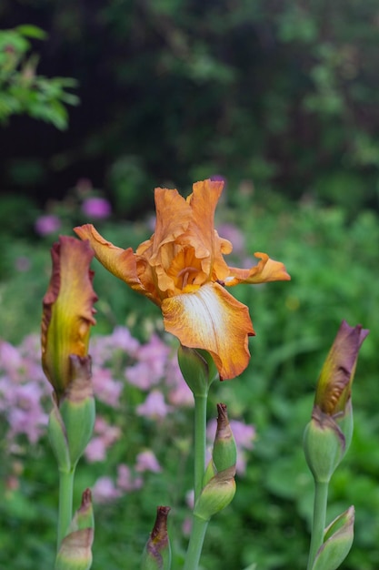 Beautiful flowers of brown irises are blooming