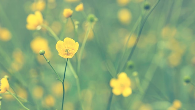 Beautiful flowers of buttercup ranunculus acris after rain on a blurred background