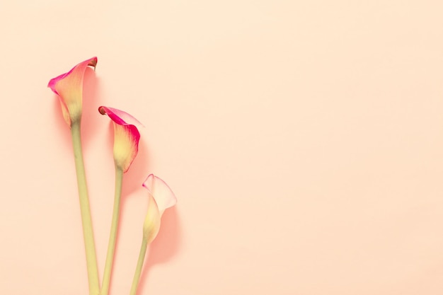 Beautiful flowers of calla lily on paper background