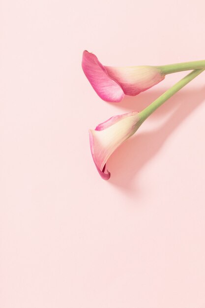 Beautiful flowers of calla lily on paper background