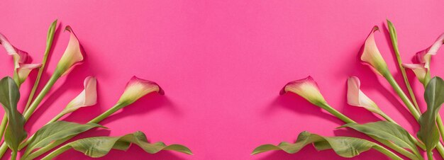 Beautiful flowers of calla lily on pink background